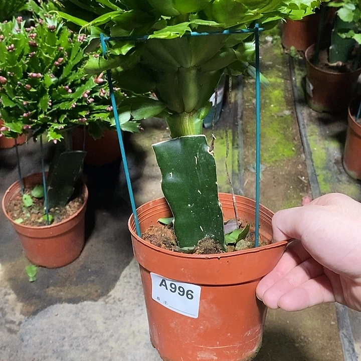 无花朵996嫁接白色