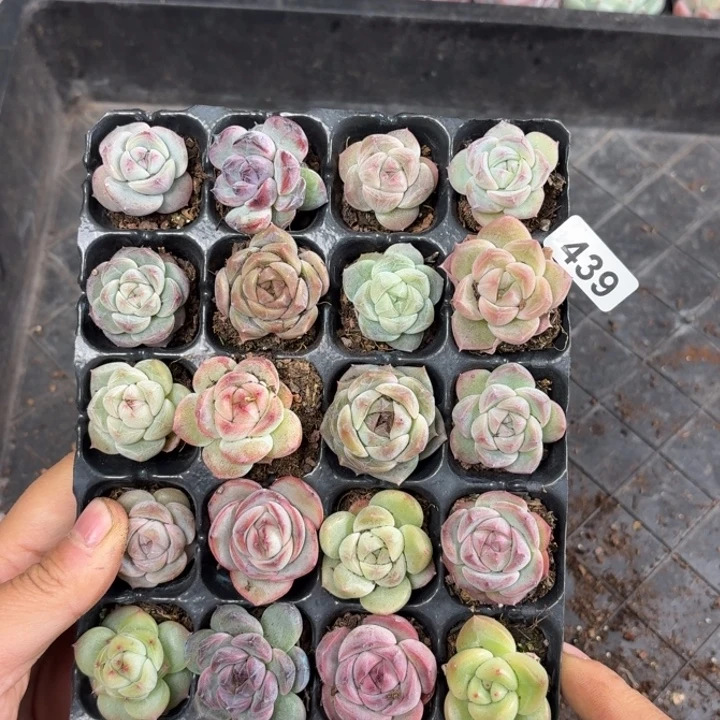 时***宜精品多肉一物一拍439