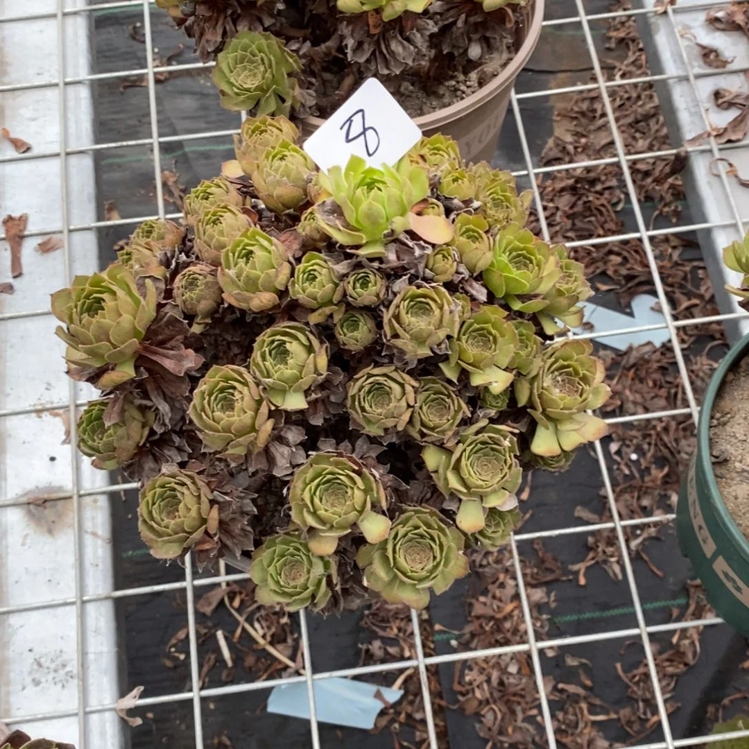 多肉植物组合拼盘8