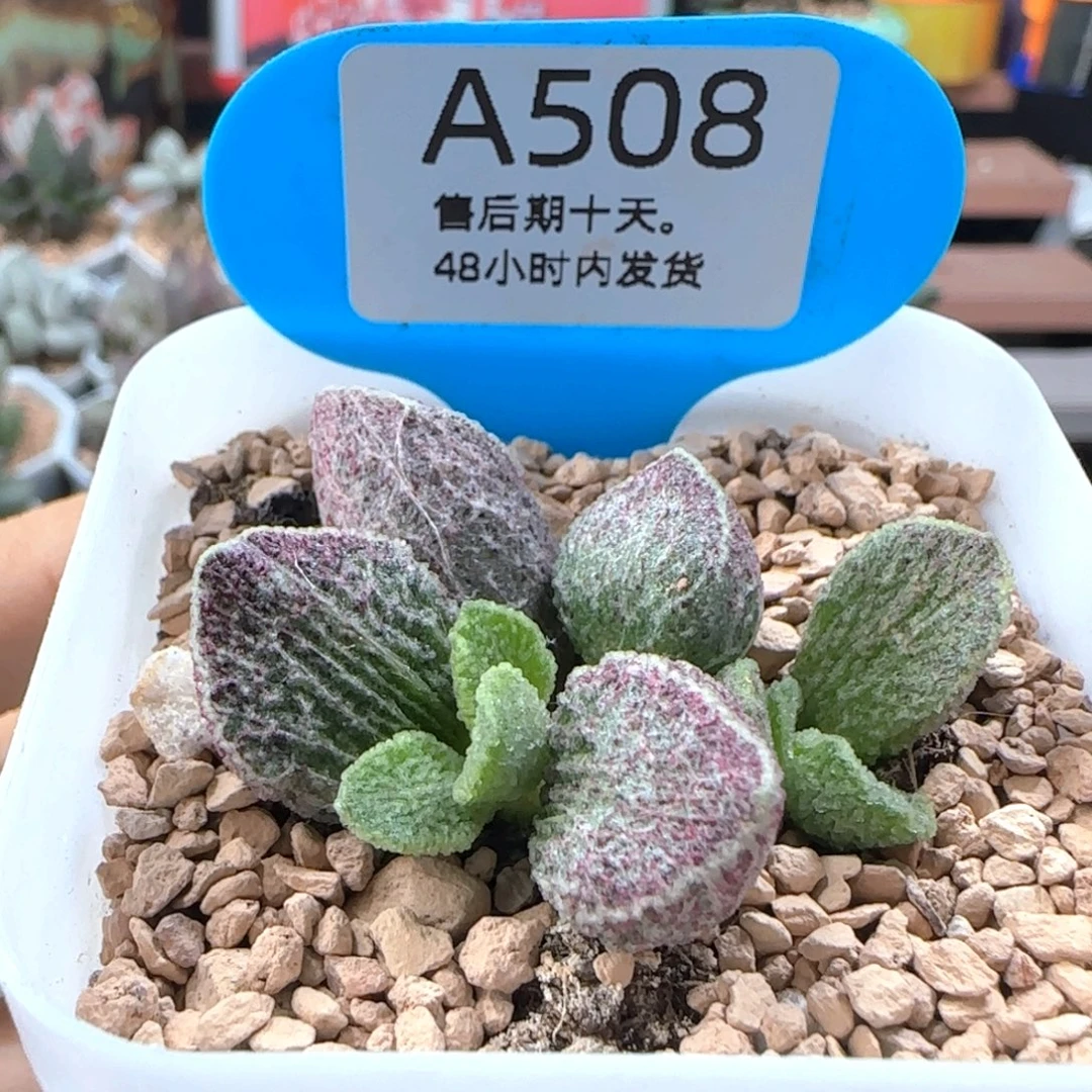 朱雀。    508。