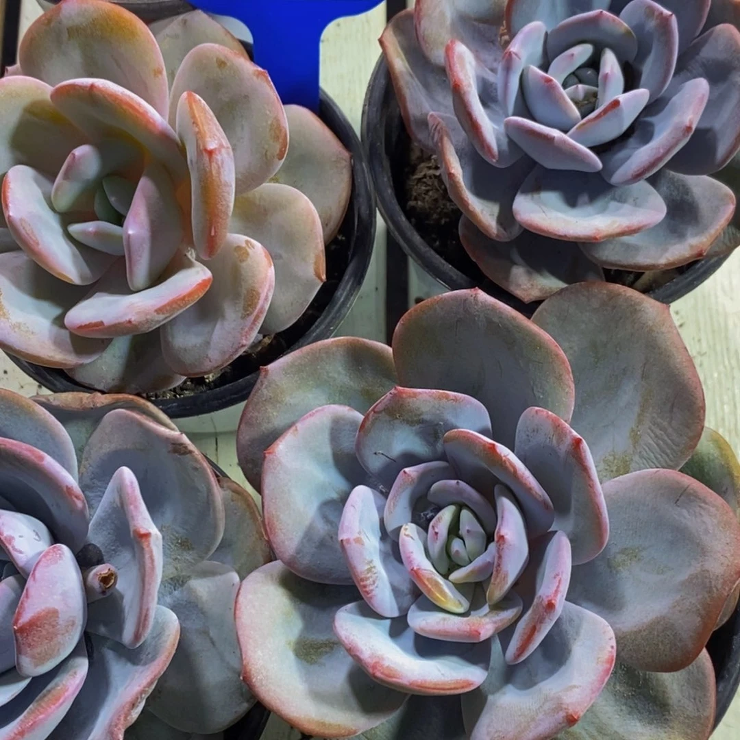 62-精品母本老桩奶茶单头一个