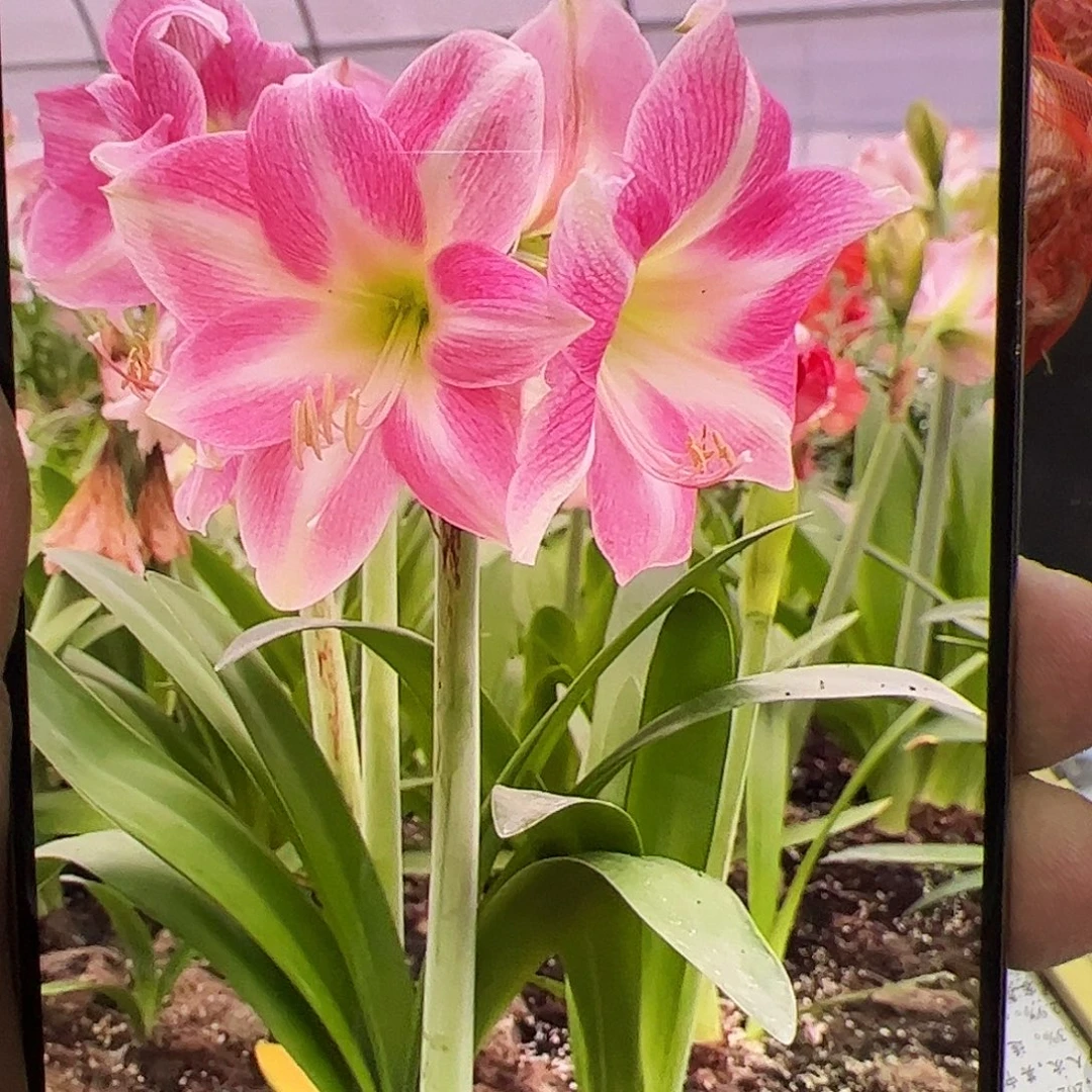 朱顶红猜忌拍品2号