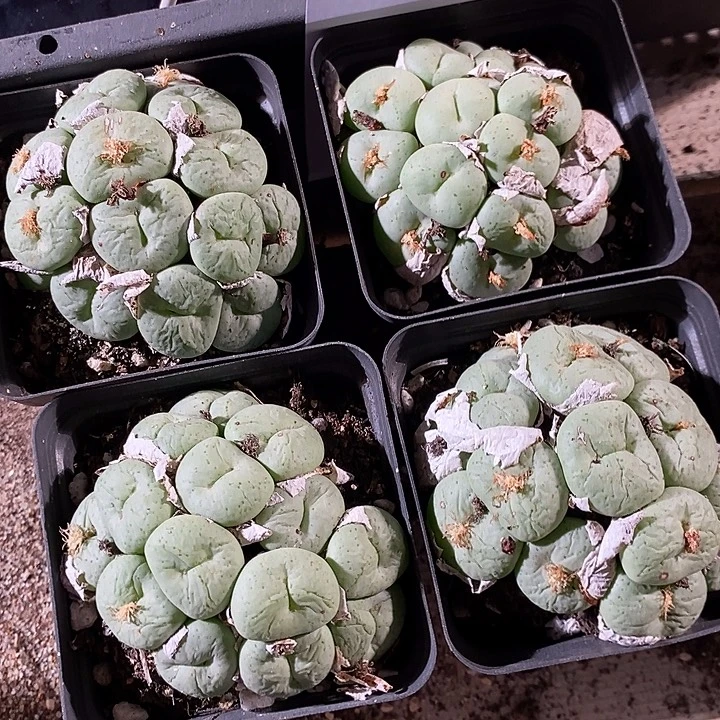 20330。 大饼一盒。