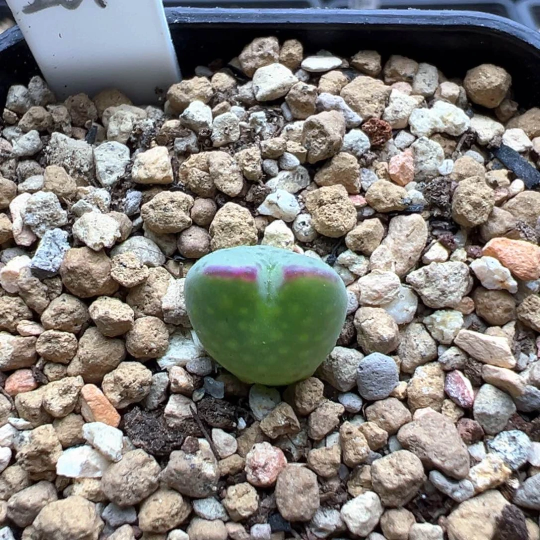 2-112    多基因将杂一棵