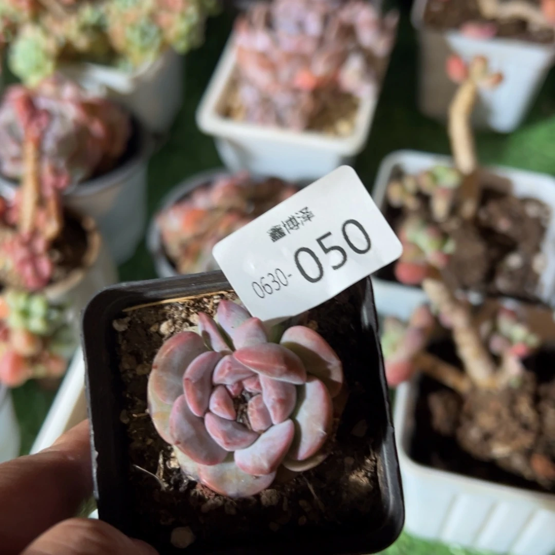 福利多肉6.30-050