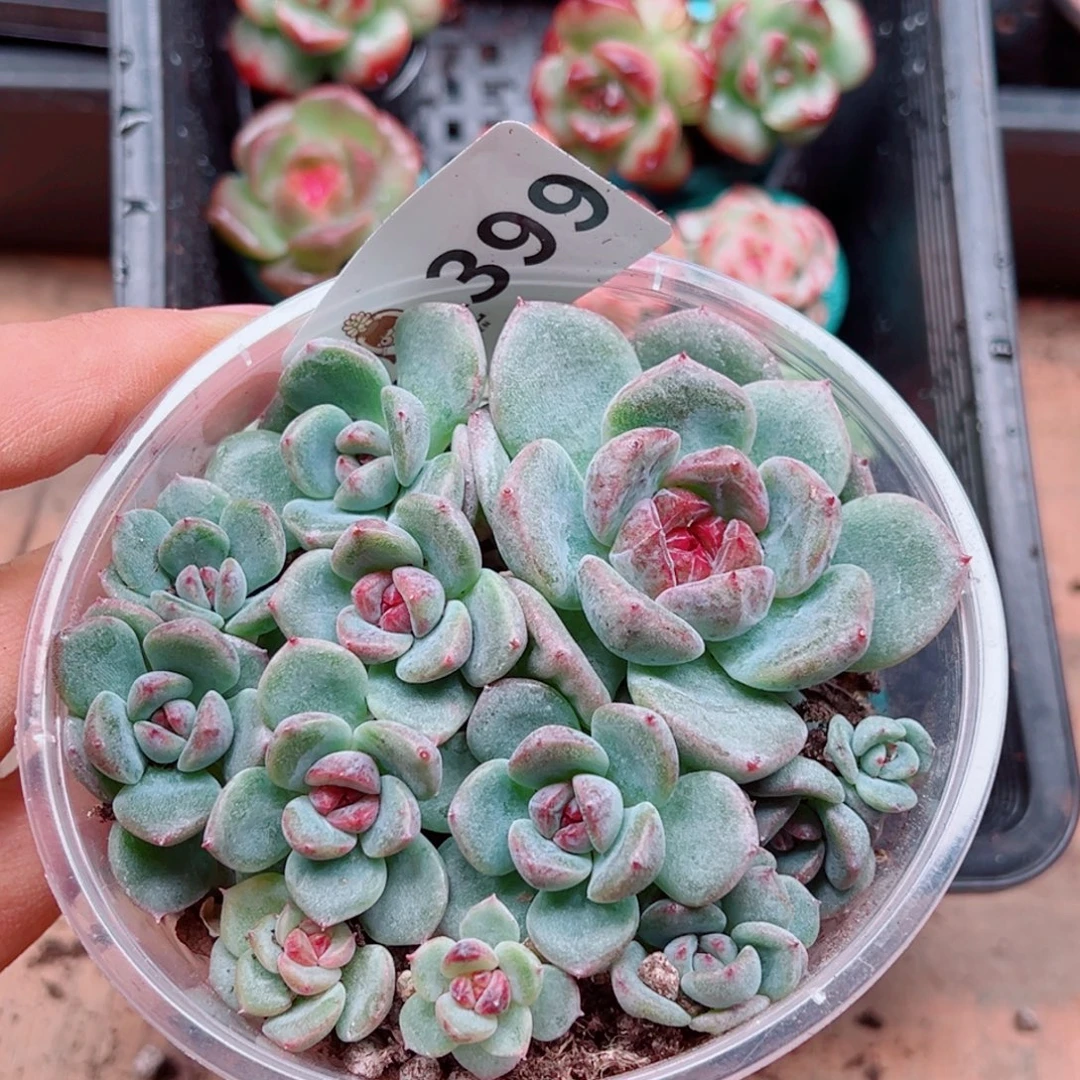 多肉植物多肉植物
