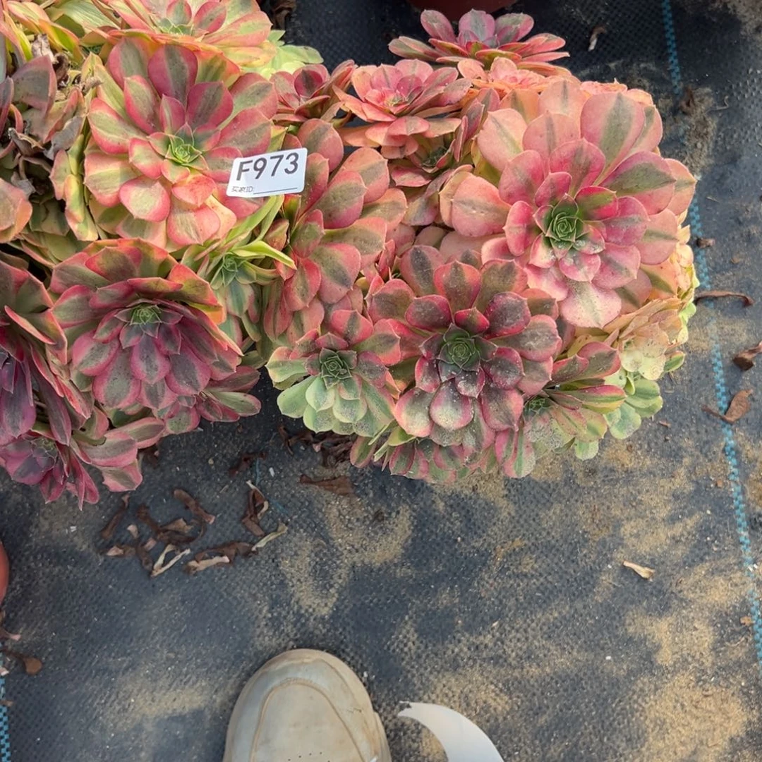 7***8973两颗组合多肉植物法师