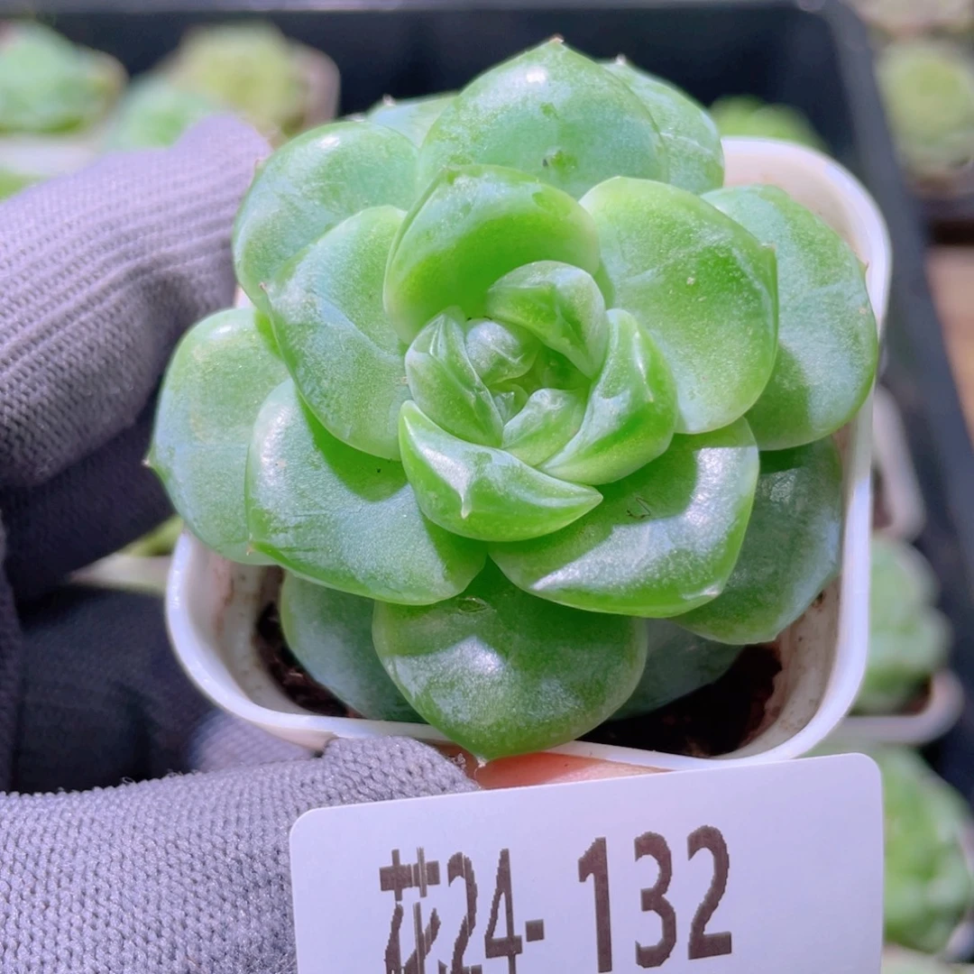 花利美24-132珍妮