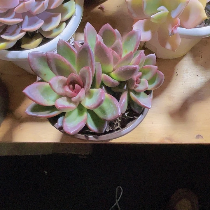 小*000000000000000382