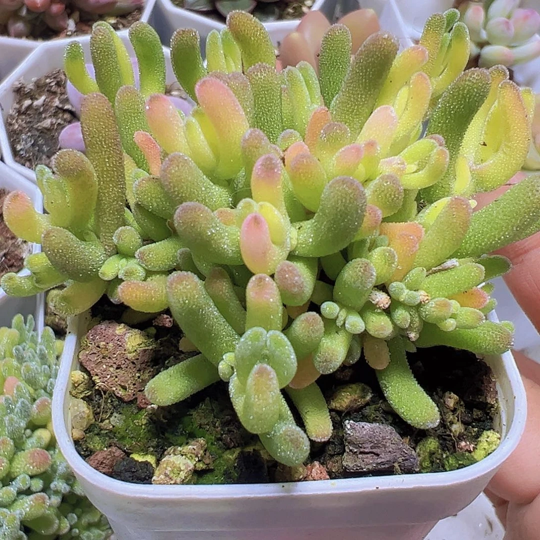 兔子锦19包邮多肉植物