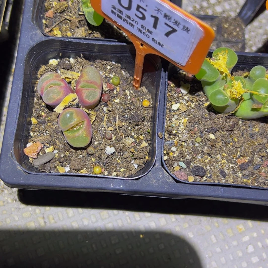 517 一物一拍，默认有伤，介意勿拍，不退不换