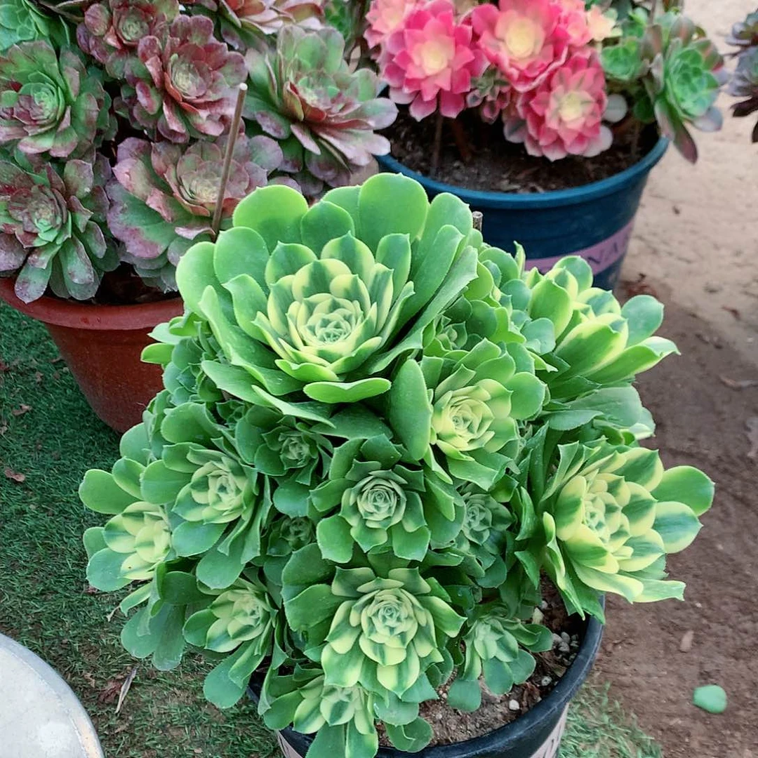 【闪购商品】蕾*辛尼亚，多肉