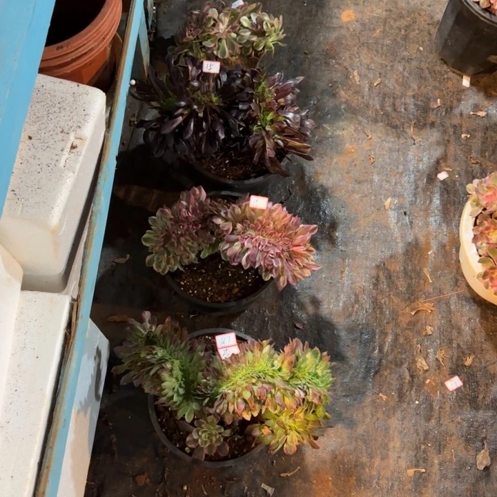 高*087特价组合缀无根无售后