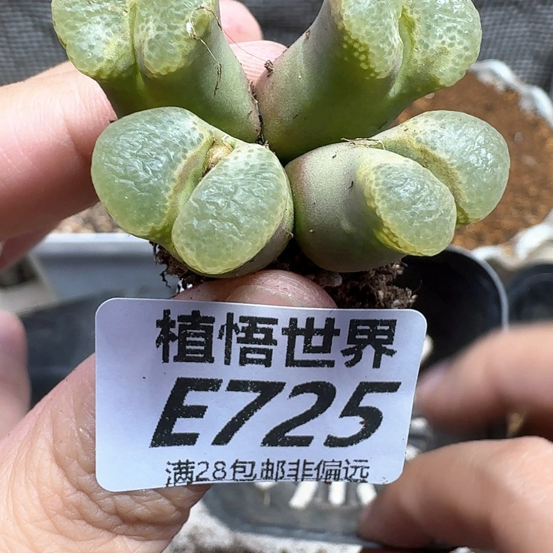 多肉植物的人生fgb