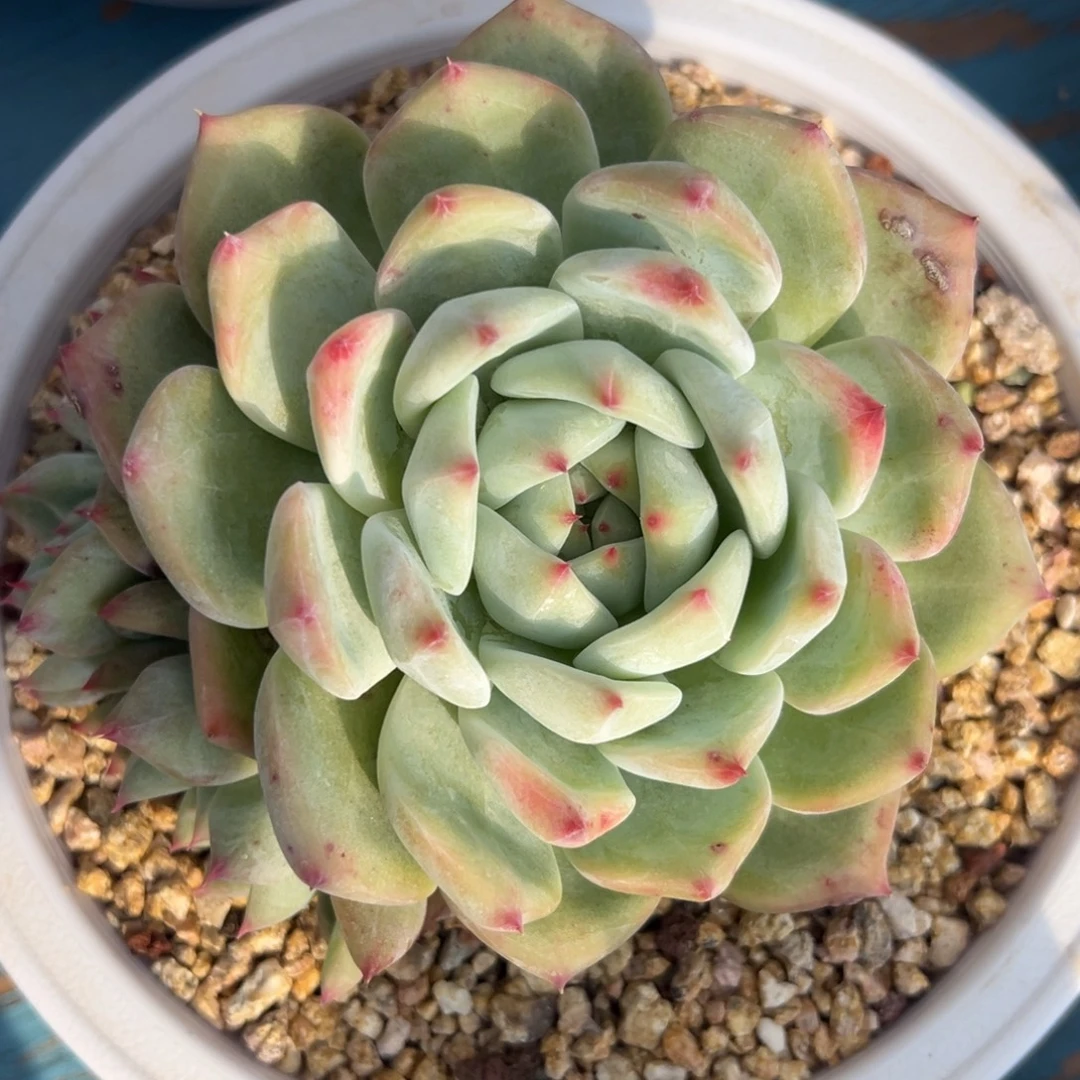 多肉植物一物一拍（8号）