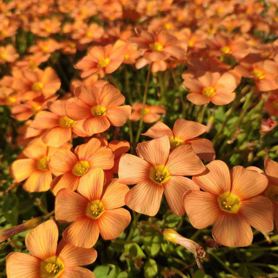 【ob酢盆栽合集5】酢浆草 晚花品种 120规格盆 带苗发货