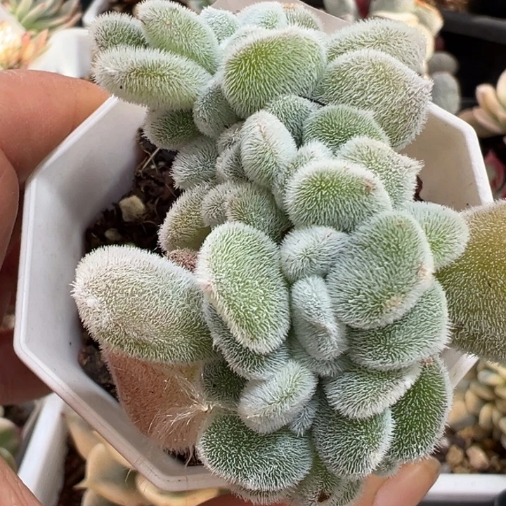 雪黄星缀多肉植物562