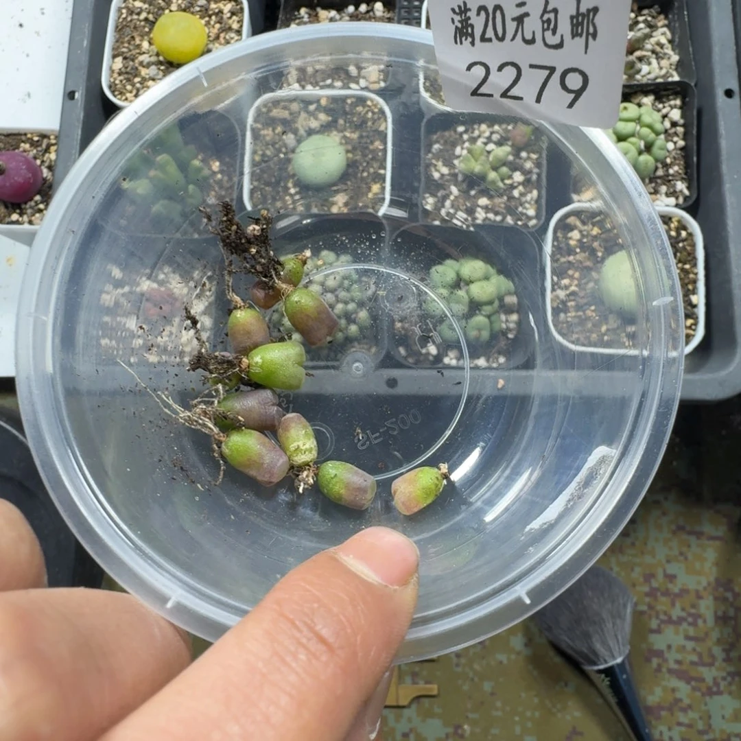 沐*2279。磁铁。9颗。尺寸不大