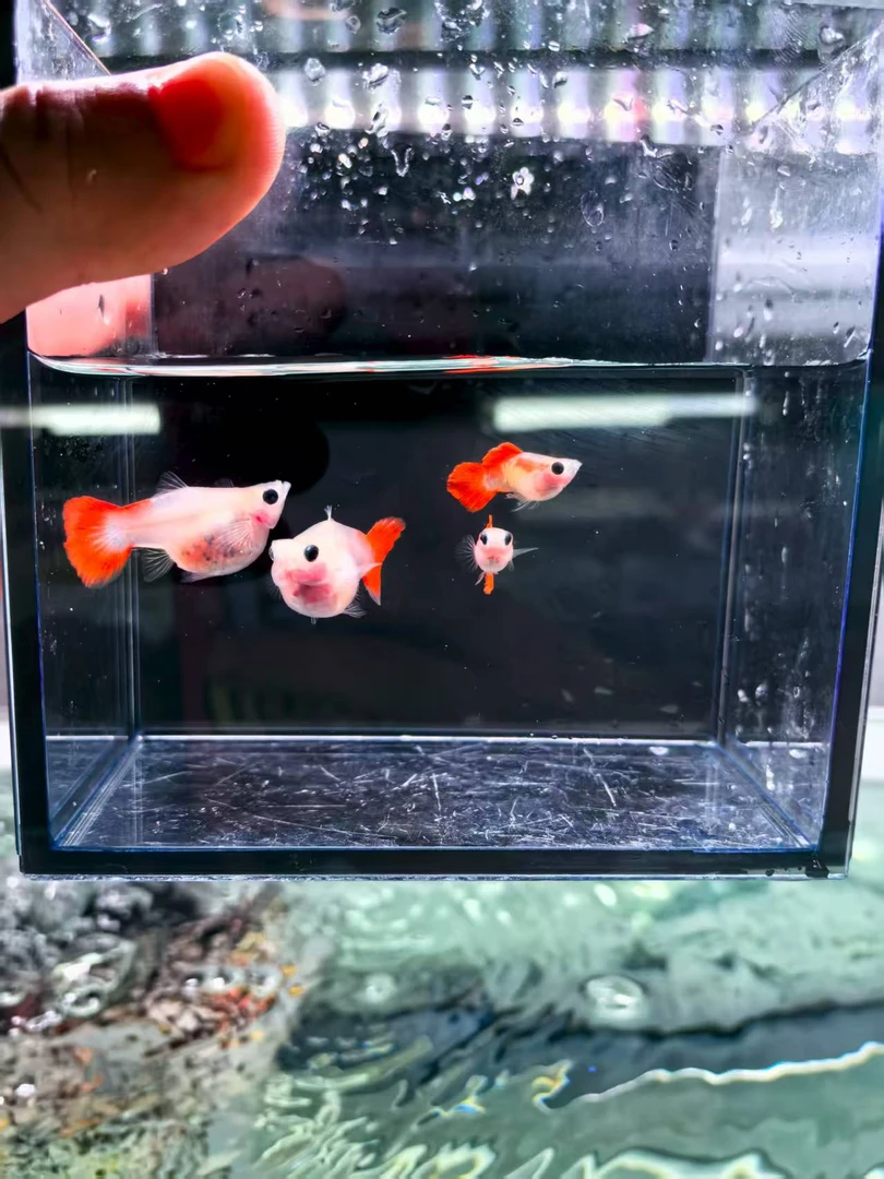 原线琉璃球F1小鱼4条装