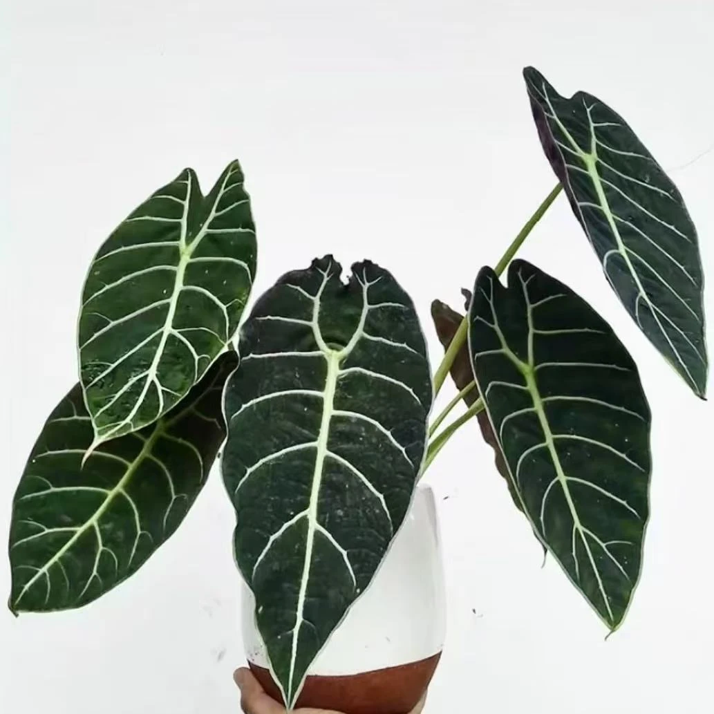 沃森海芋进口稀有北欧室内观叶植物热带绿植盆栽好养