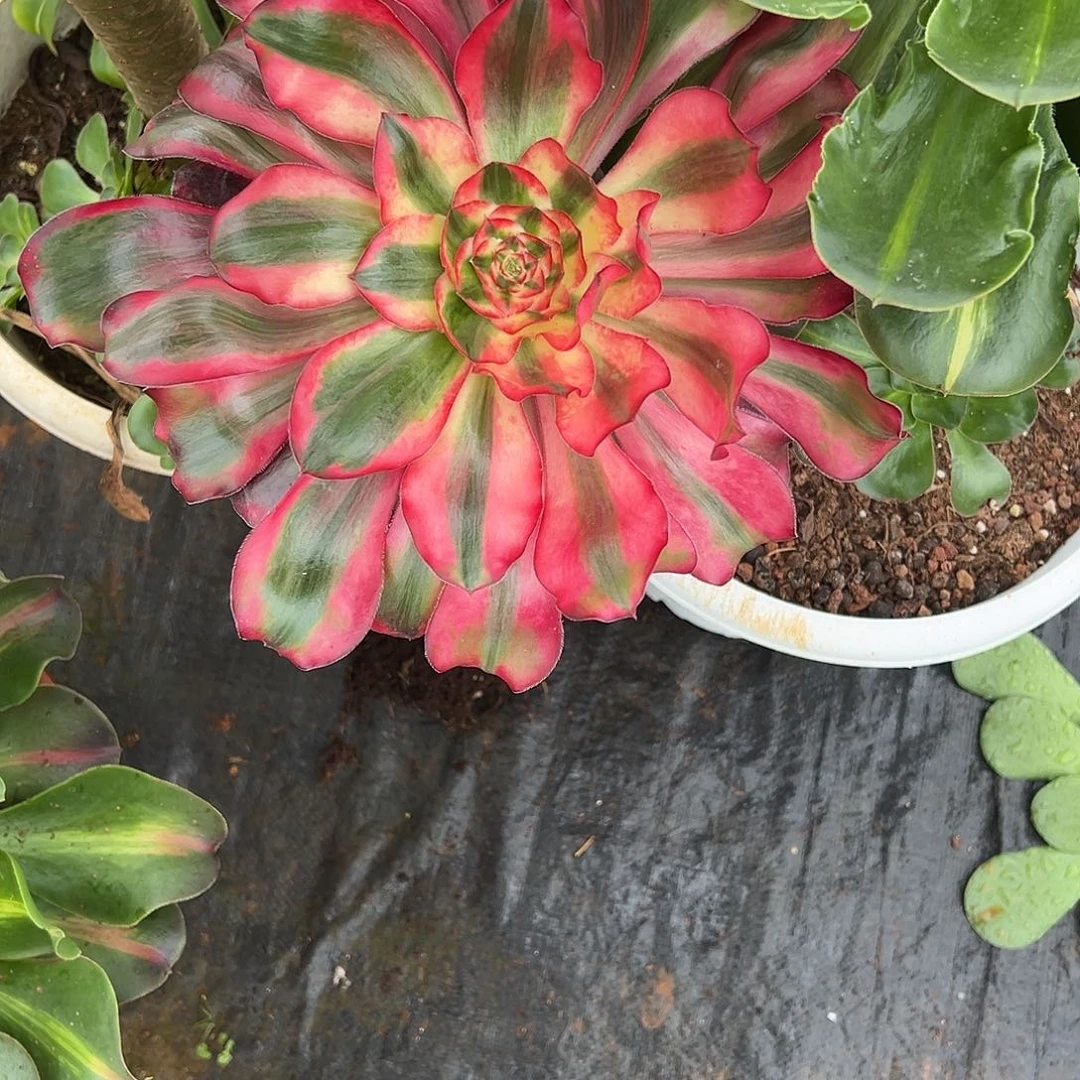 草***丁精品多肉植物367红魔女