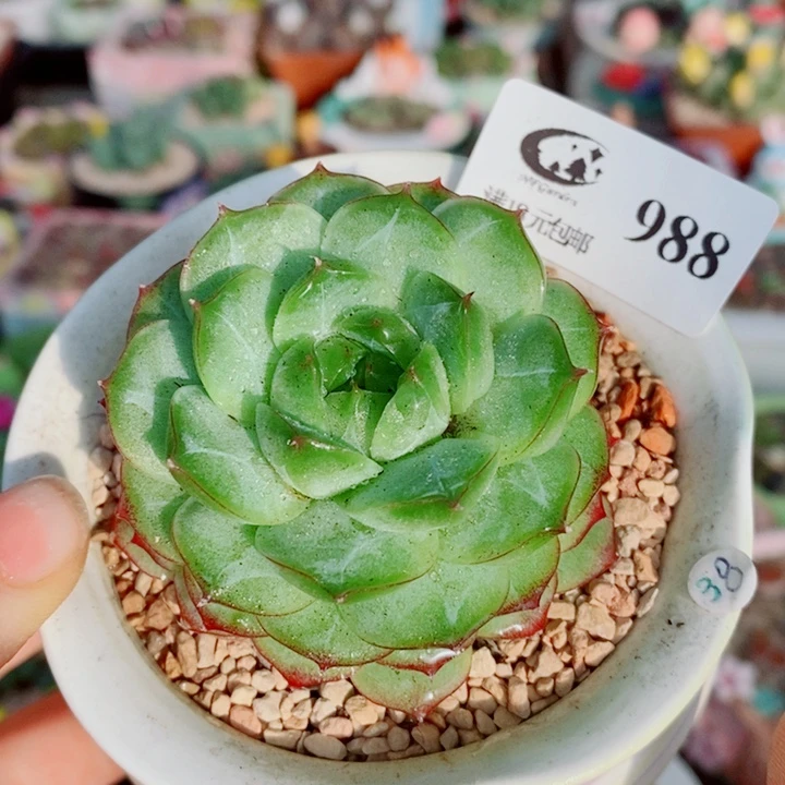 生石花花花花花花988