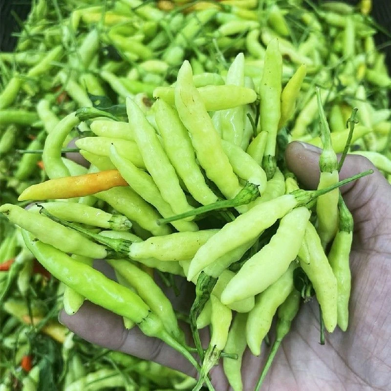 云南德宏新鲜小米辣椒现摘现发云南特辣白小米椒野山椒泡椒包邮