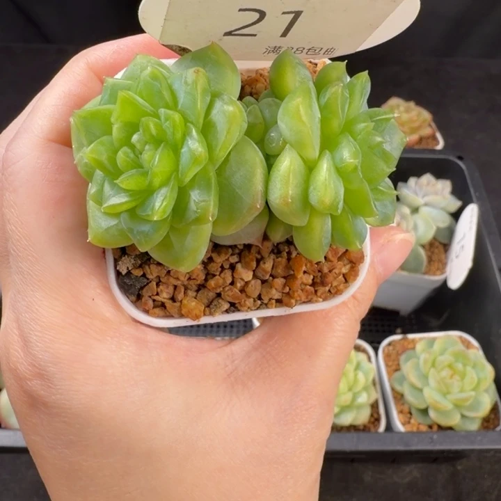 甜心t8三头群福利21号