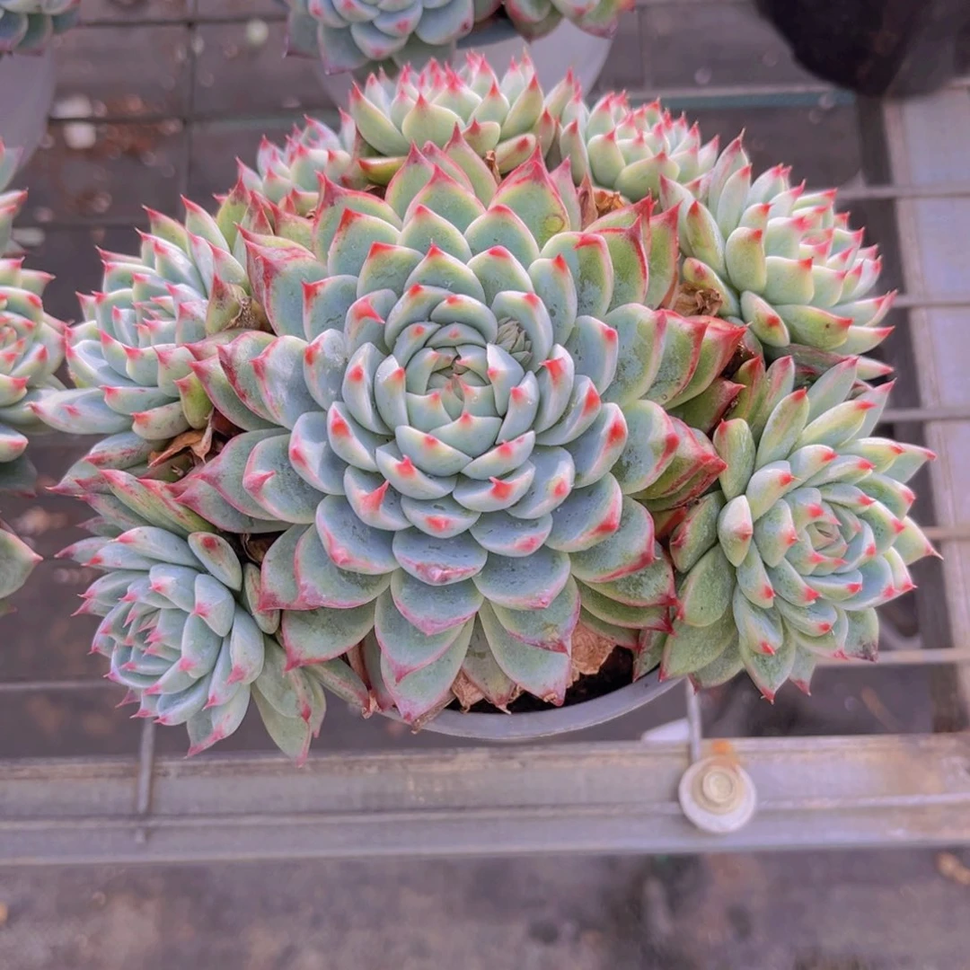 桃夭17公分999999999