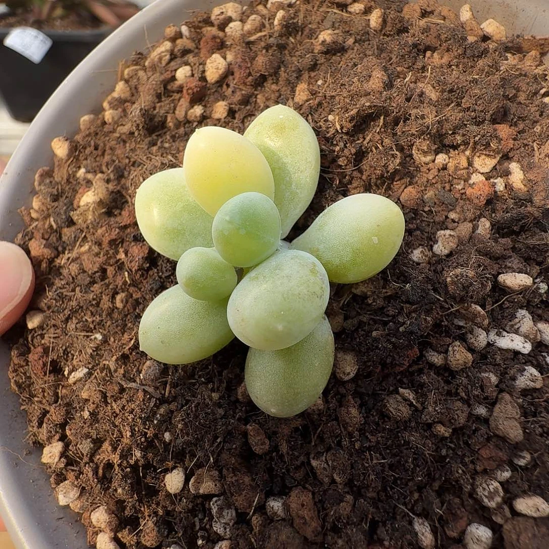 奶酪锦11111211-173