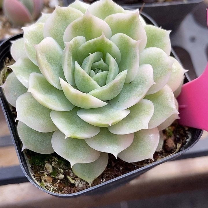 多肉植物昂斯诺锦8多肉