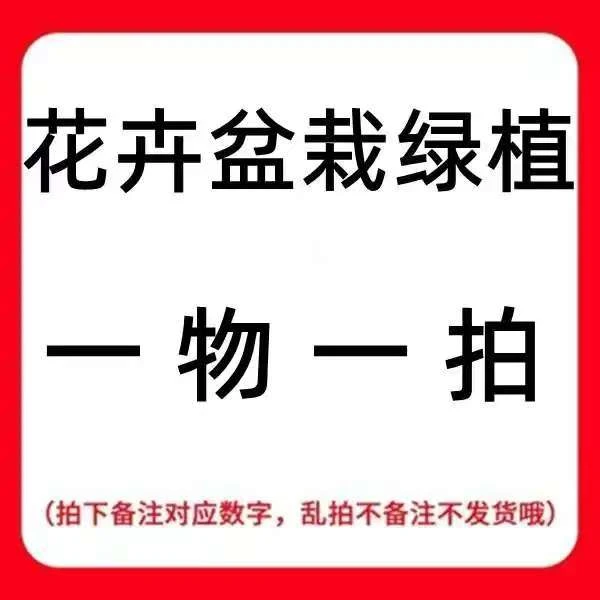 耐寒耐热四季开花爬藤金银花树苗盆栽可药用泡茶适合阳台庭院