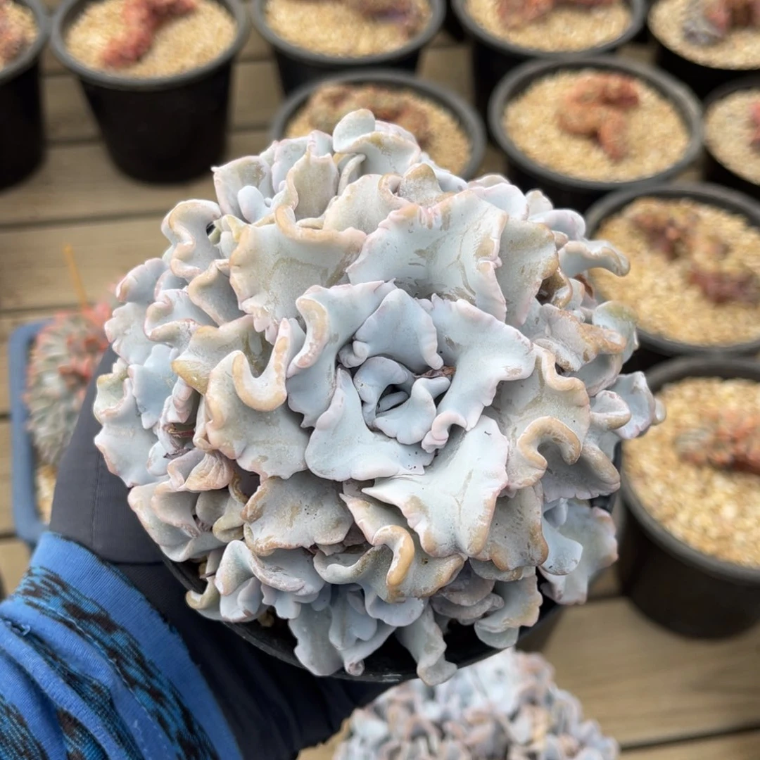 一物一拍不支持退换