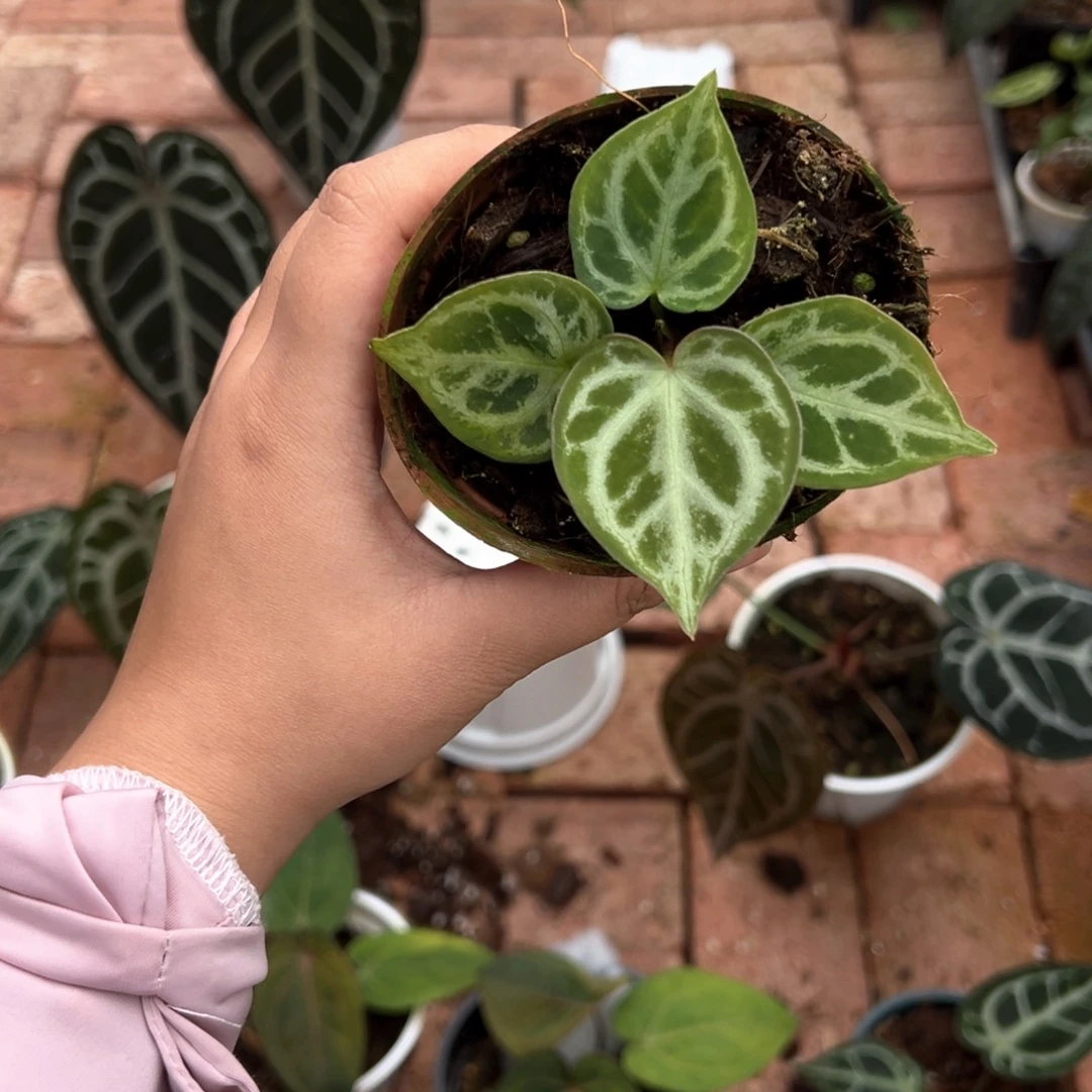 不开花植物银虎杂铜锣烧