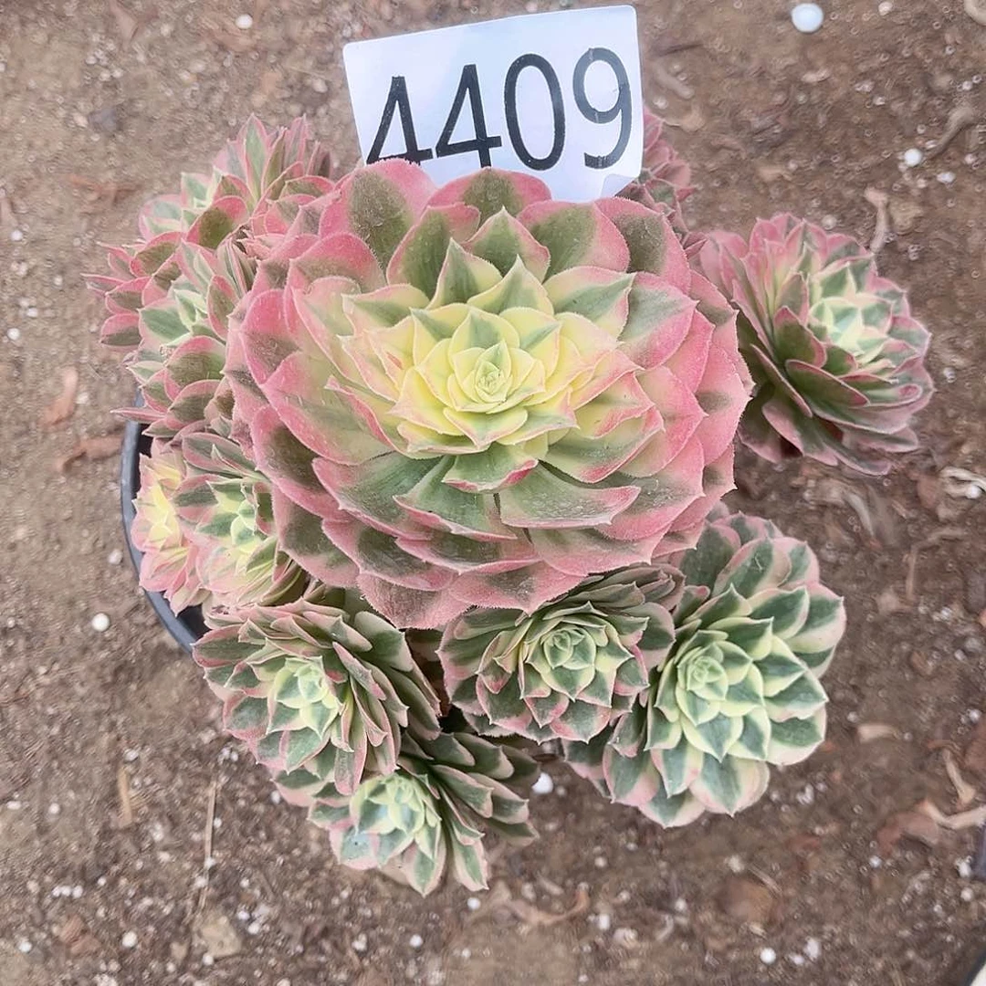 歌*4409玉姿多肉植物