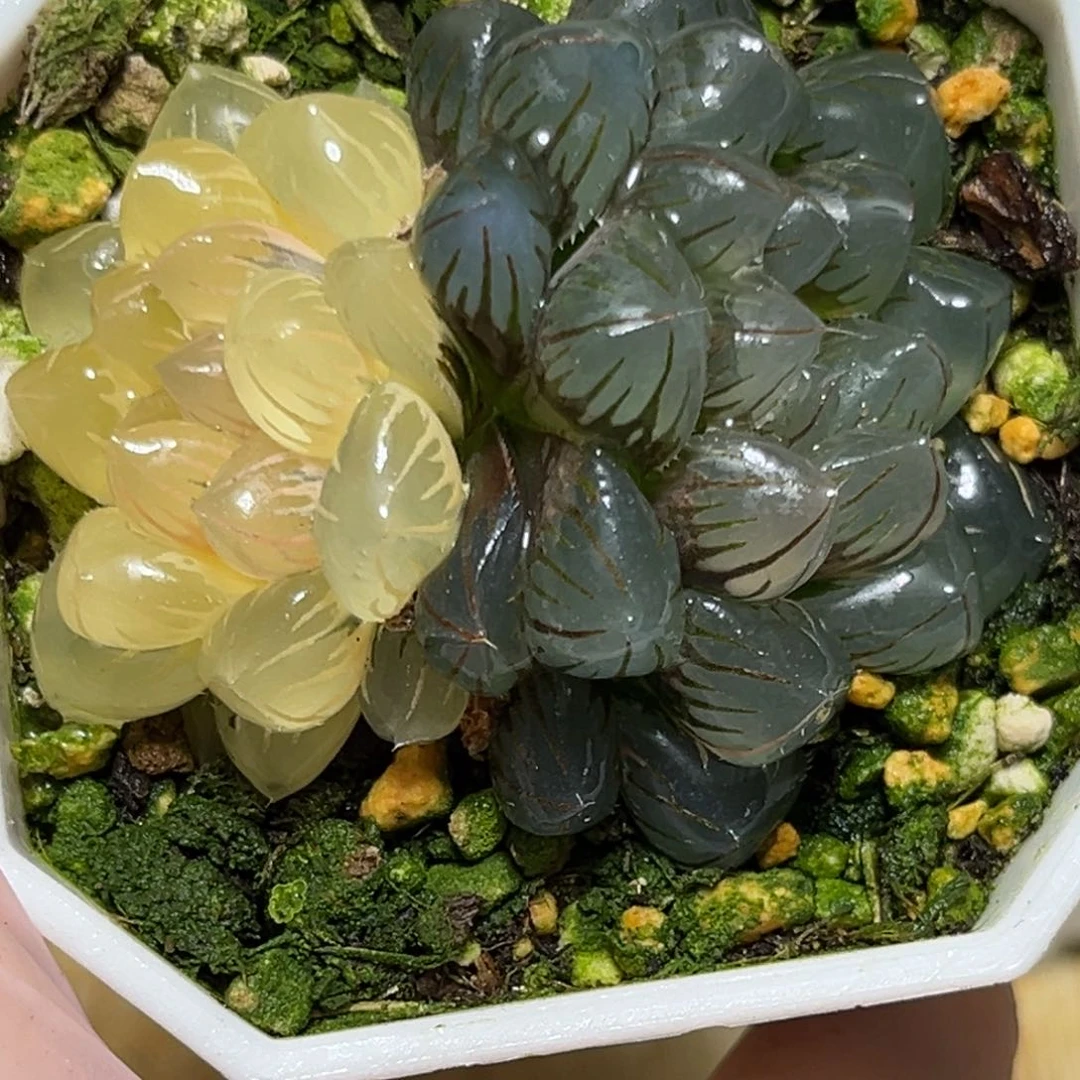 恭喜发财大吉大利0160