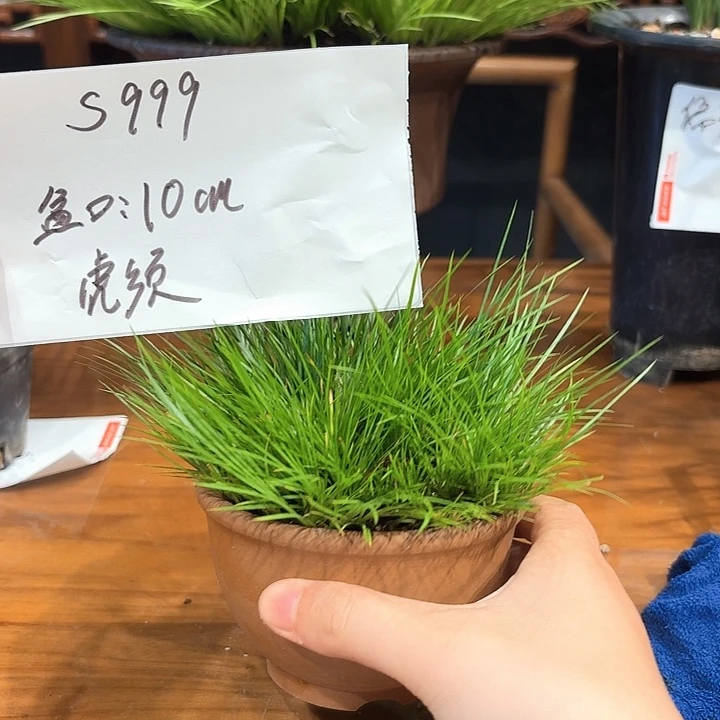 知***乐完全开放花卉种植