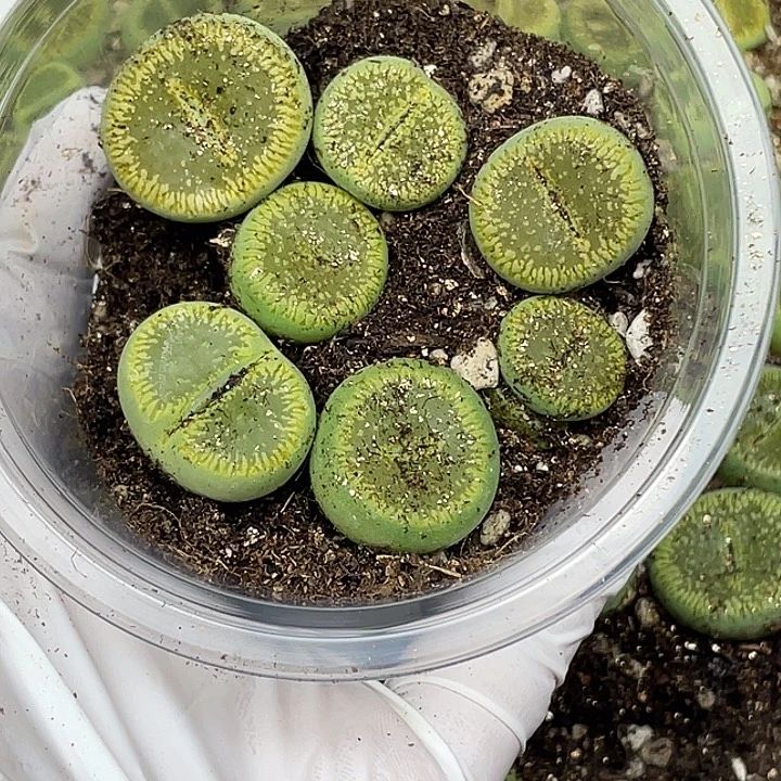 584考虑考虑考虑考虑