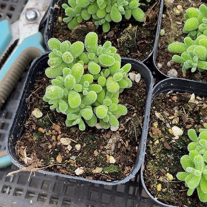 冰晶糖球带哦土发货