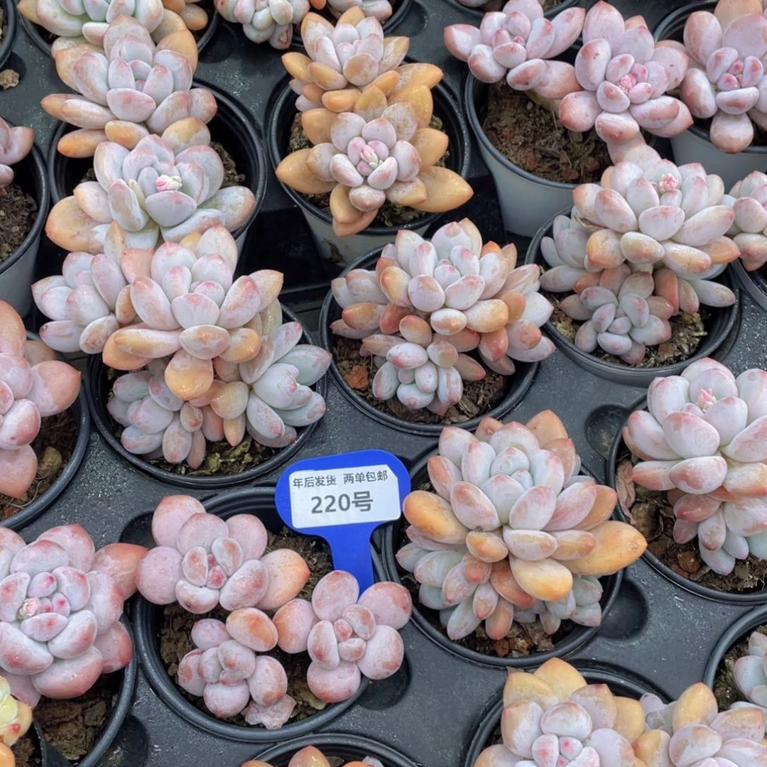 220号奶油粉香水双头起老桩2个