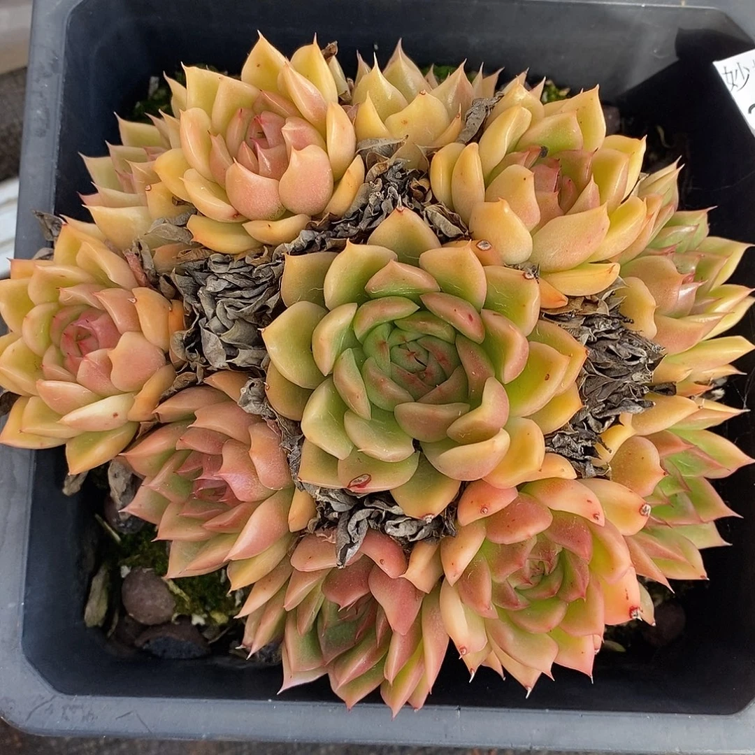 3758杂交老桩基地～14厘米