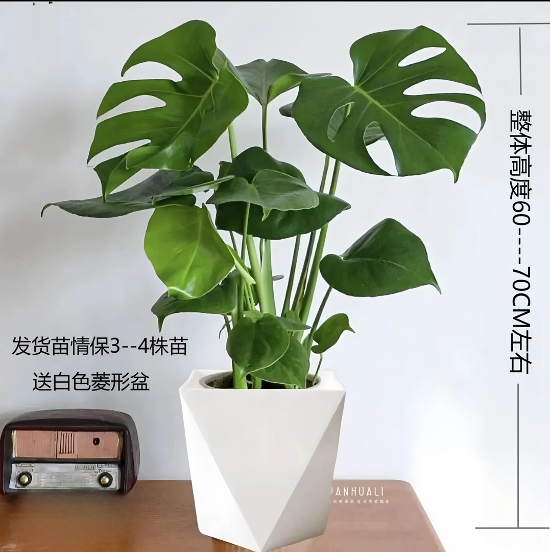【60-70CM】一高度龟背竹大叶开背盆栽室内客厅绿植土培四季