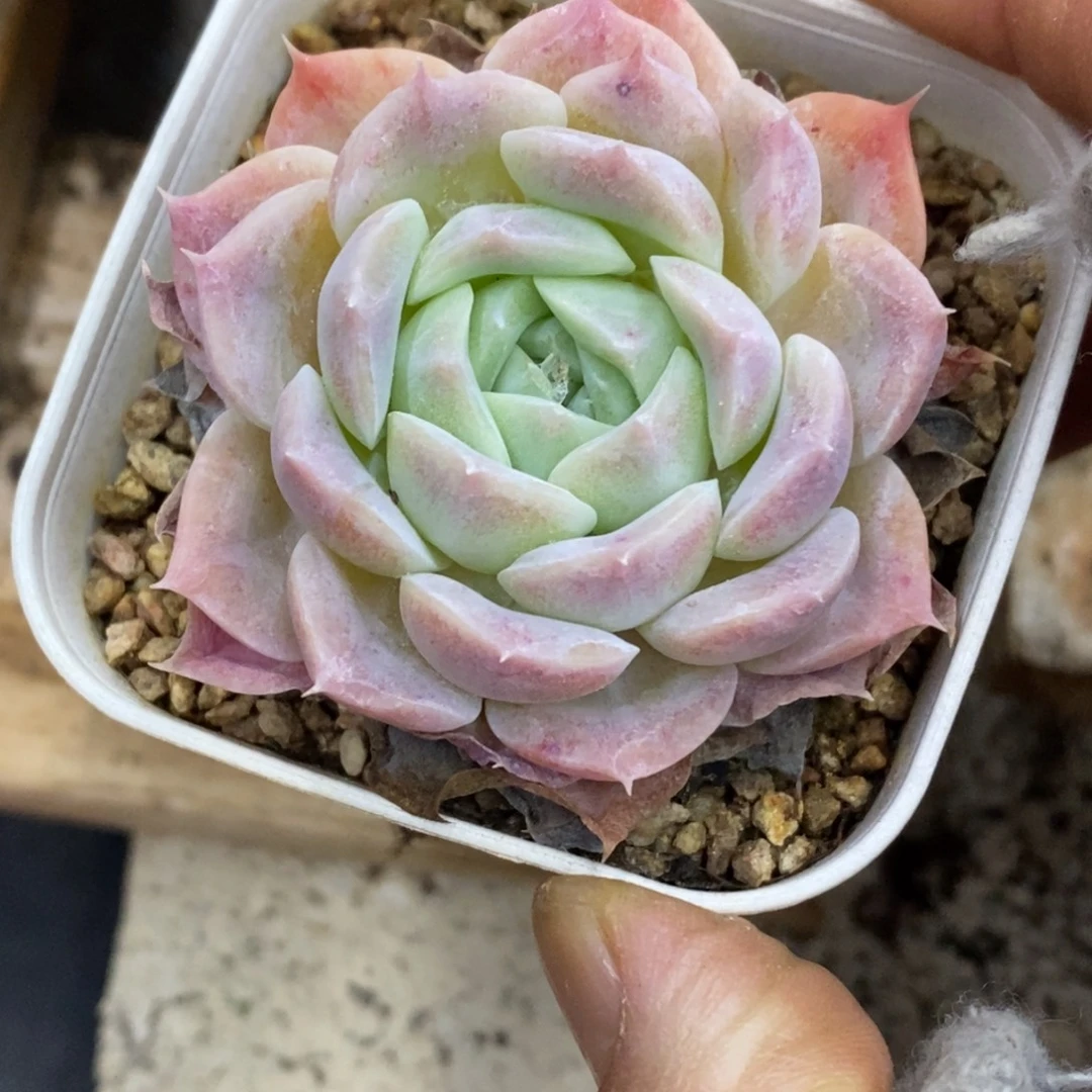 精品多肉一物一拍不包整9