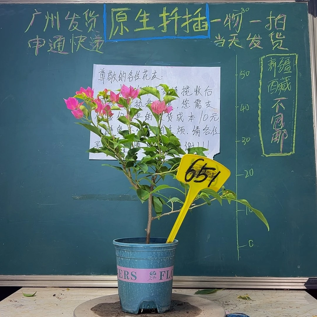 当前无花栽培后可以开花 福利 绿叶水晶  651