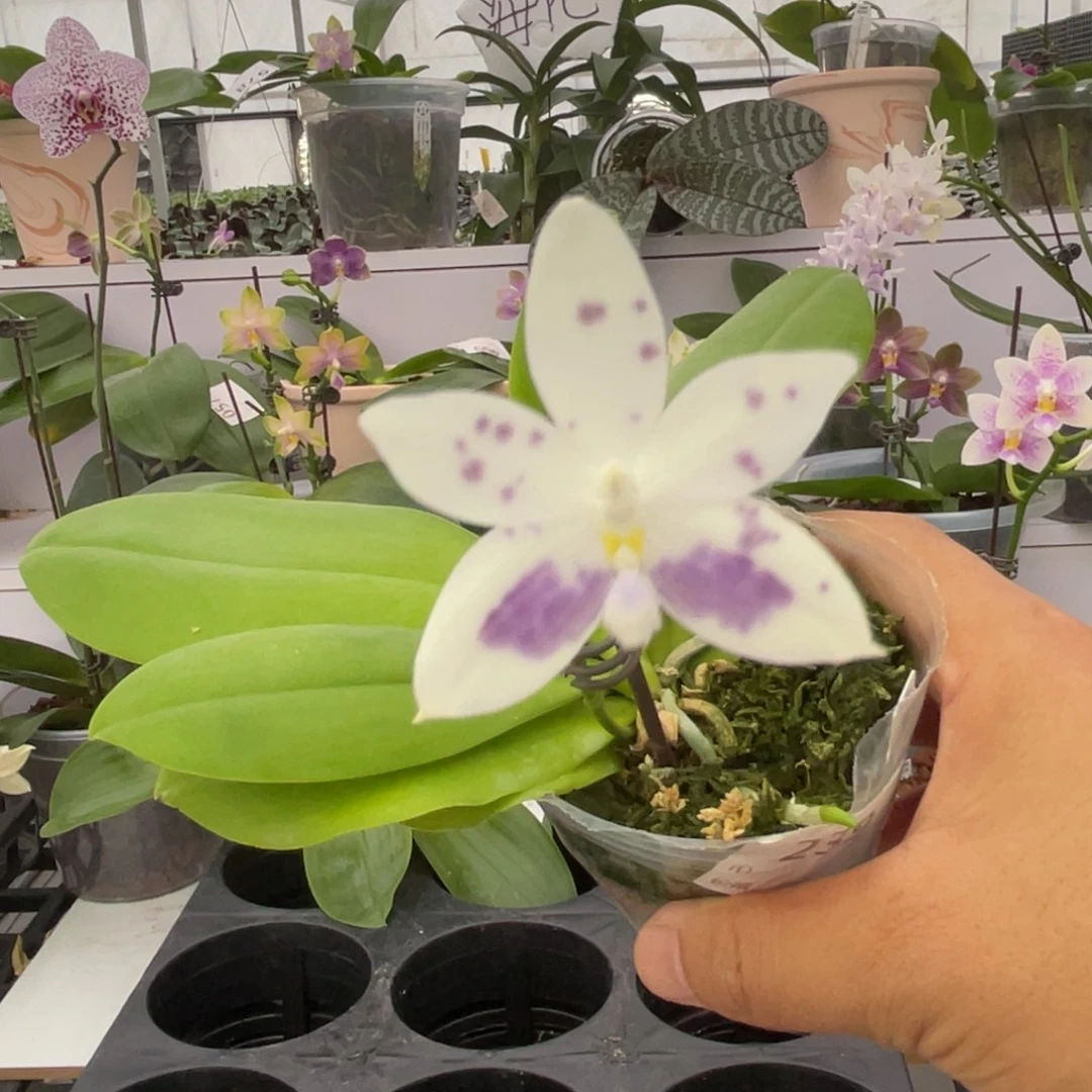 完全开放239 2.5寸22J2 一物一拍