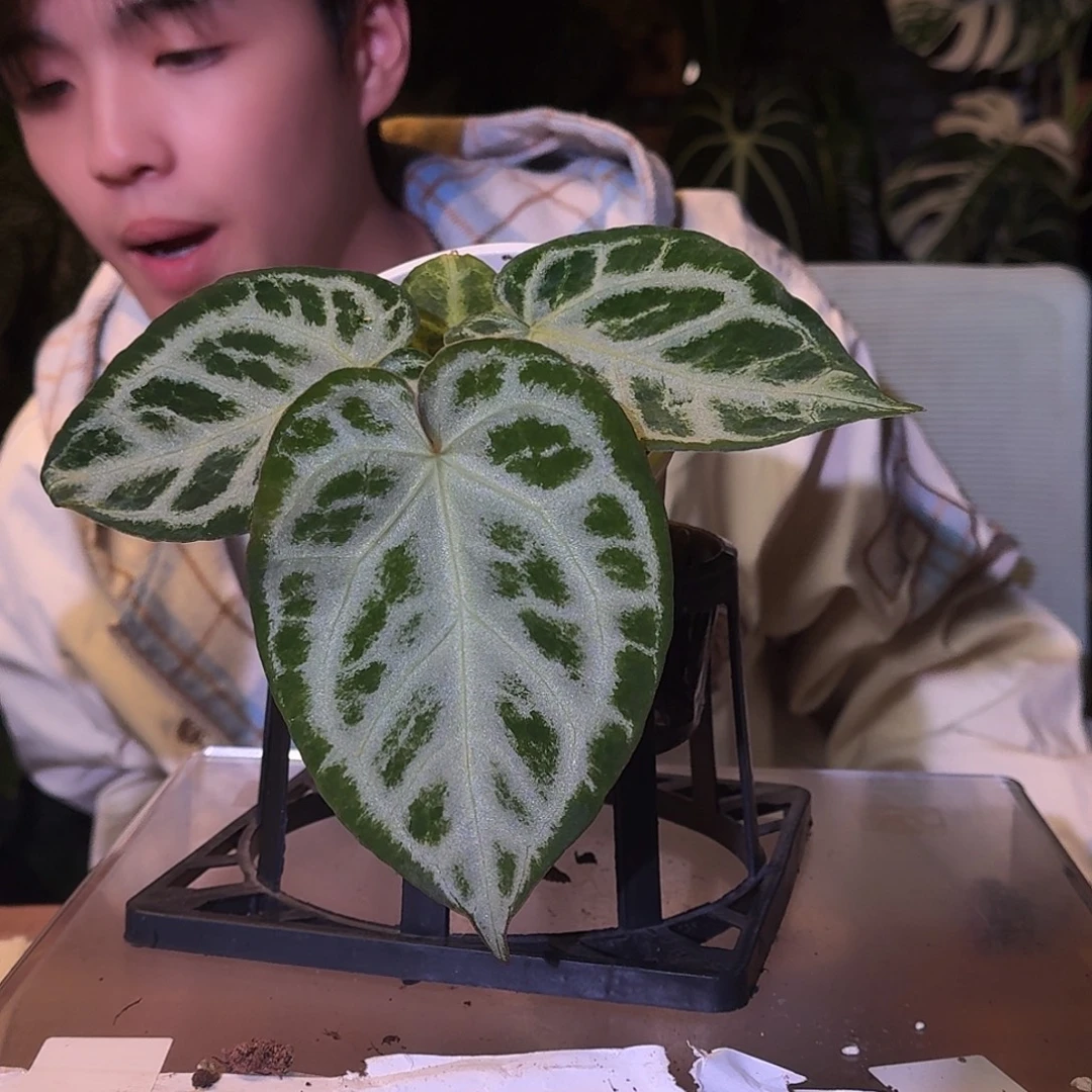 不开花植物W65宝石杂面纱