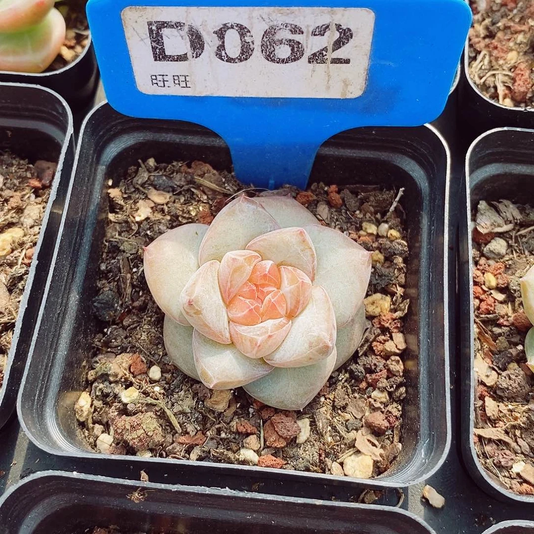 糖心福利4cm多肉植物