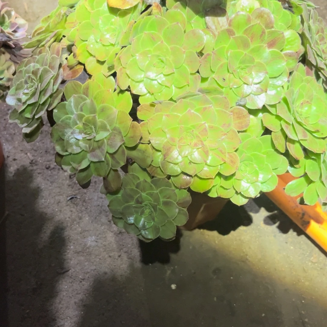 花月夜多肉法师478号