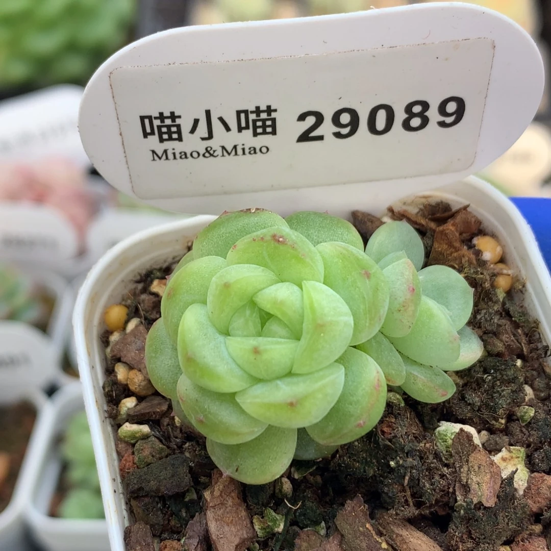 多肉植物杂交珍妮