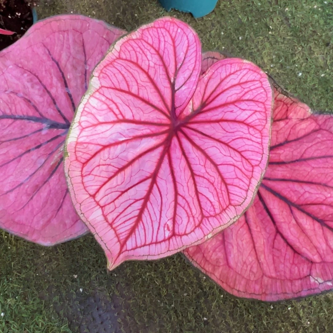 无花朵大球银腰带112